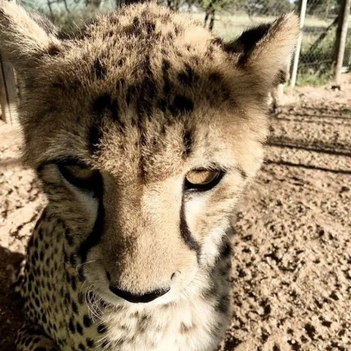 Sticker hotpacknmhlp - 1