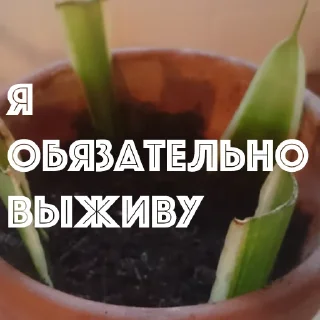 Sticker HOT SPB PLANTS - 4