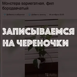 Sticker HOT SPB PLANTS - 3