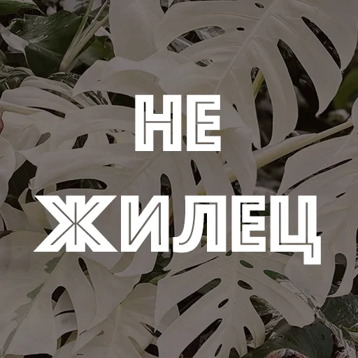 Стикер hotspbplants - 1