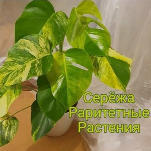 Sticker hotspbplants - 1