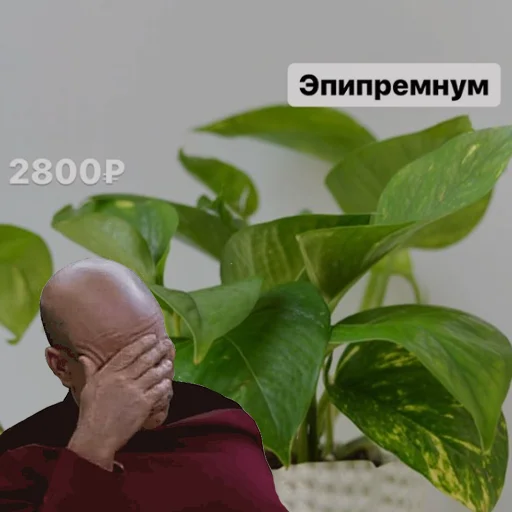 Стикер hotspbplants - 1