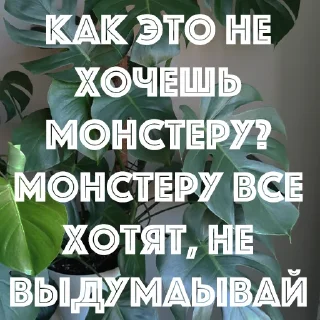 Sticker HOT SPB PLANTS - 2