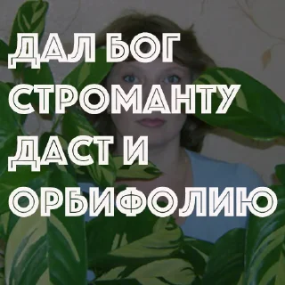 Sticker HOT SPB PLANTS - 8