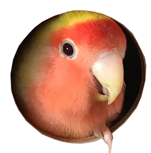 Стикер Hovanus - 11