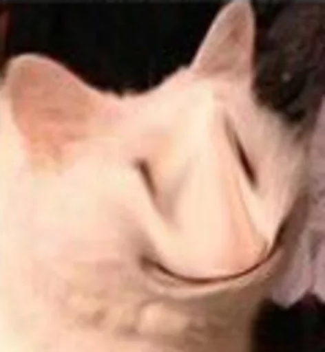 mammal animal domestic cat