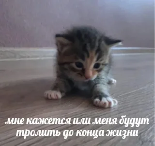 Sticker прекрасные стикеры ашкьюдимы - 1