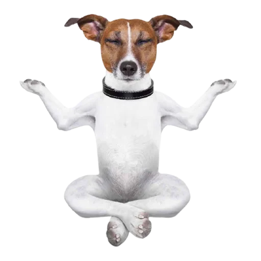 dog breed mammal dog