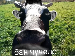 Стикер hse dead - 11