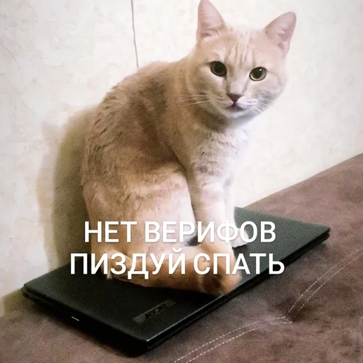 кошки малого и среднего размера ноутбук животное