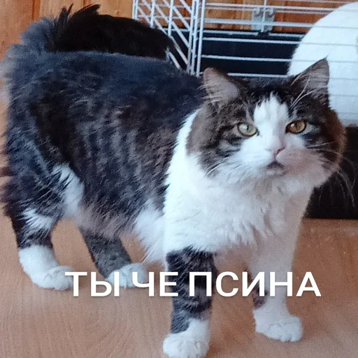 mammal small to medium-sized cats cat