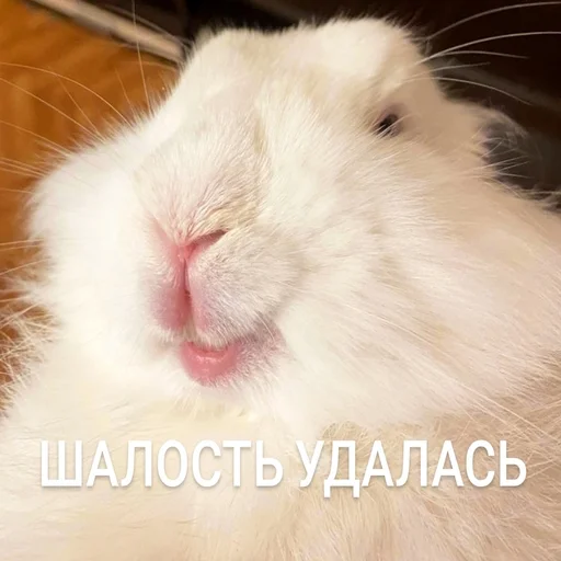 animal mammal rabbit