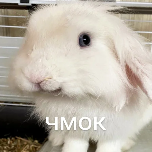 mammal animal rabbit