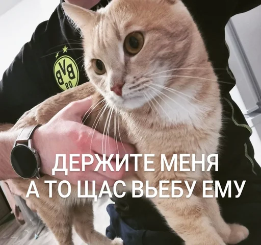 cat animal small to medium-sized cats