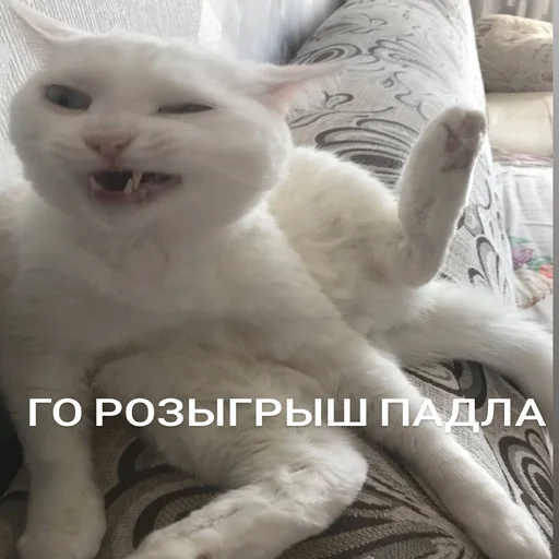 mammal animal domestic cat