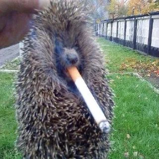 животное трава на открытом воздухе