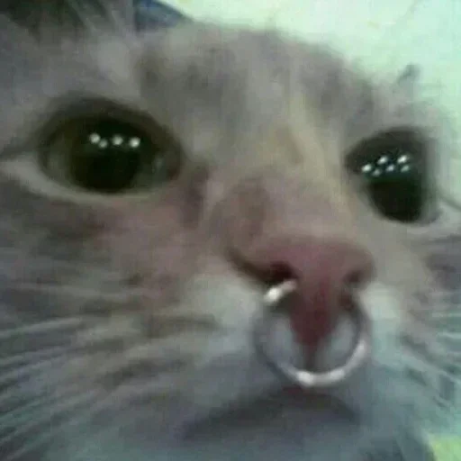 хуета :: @fStikBot - 