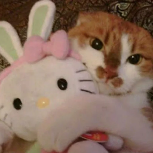 mammal animal indoor