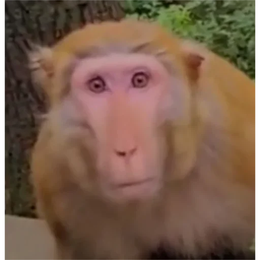 Sticker huZzSvR_by_achestickbot - 1