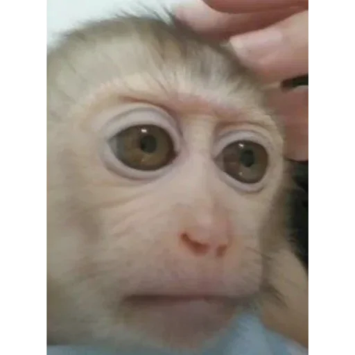 Sticker huZzSvR_by_achestickbot - 1