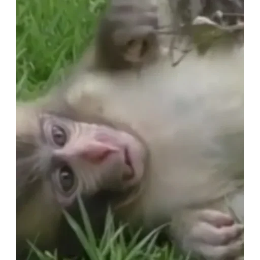 Sticker huZzSvR_by_achestickbot - 1