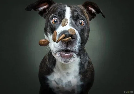 Sticker huafuWVRCED_by_stickers_stealer_bot - 1