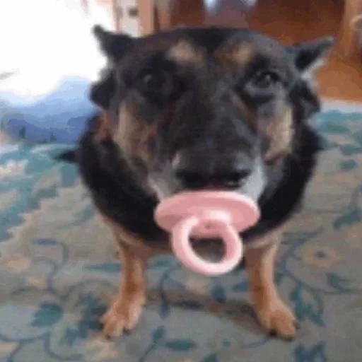 Sticker huafuWVRCED_by_stickers_stealer_bot - 1