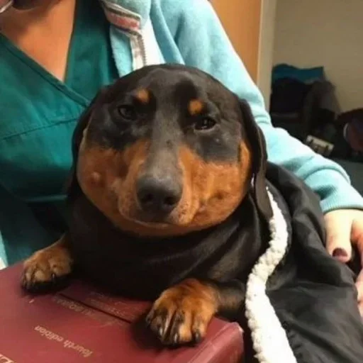 Sticker huafuWVRCED_by_stickers_stealer_bot - 1