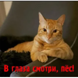 Sticker Хуананзион в моём сердечке❤️ - 4