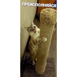 Sticker Хуананзион в моём сердечке❤️ - 2