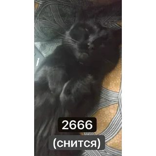 Sticker Хуананзион в моём сердечке❤️ - 7