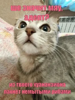 Sticker Хуананзион в моём сердечке❤️ - 0