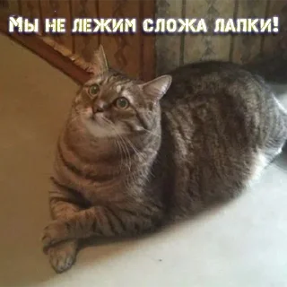 Sticker Хуананзион в моём сердечке❤️ - 10