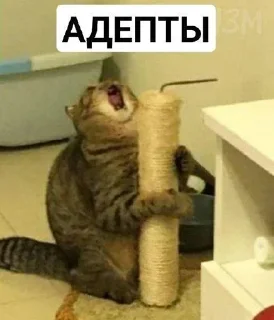 Sticker Хуананзион в моём сердечке❤️ - 6