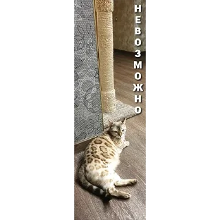 Sticker Хуананзион в моём сердечке❤️ - 5