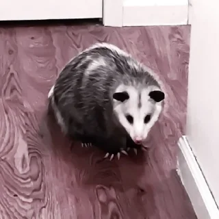 Sticker [🦡] ;; hueningkai ;; @lumicore_present - 10