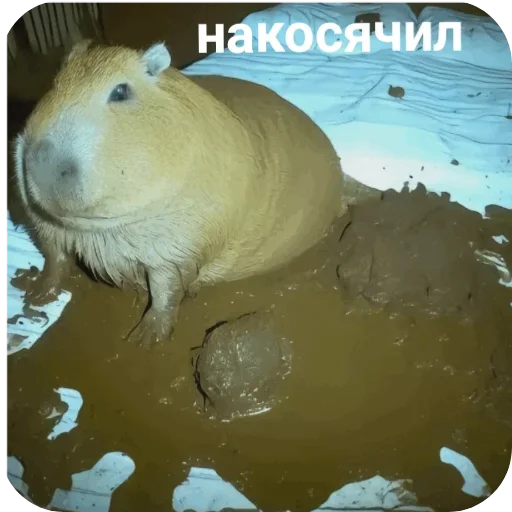 хуета - 