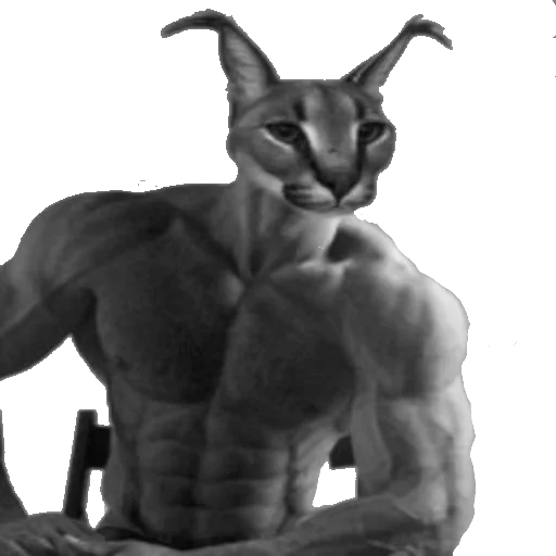 mammal black and white cat