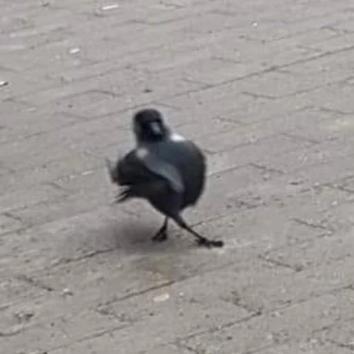 Sticker hui_hui1 - 1