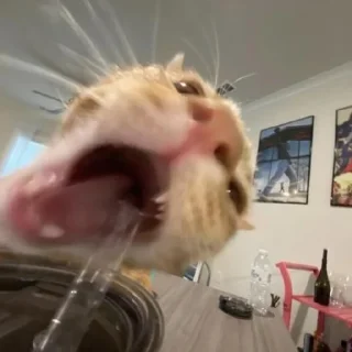 Стикер хуйхуйхуйхуйхуйхуйхуйхуйхуй - 8