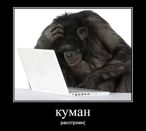 mammal animal primate