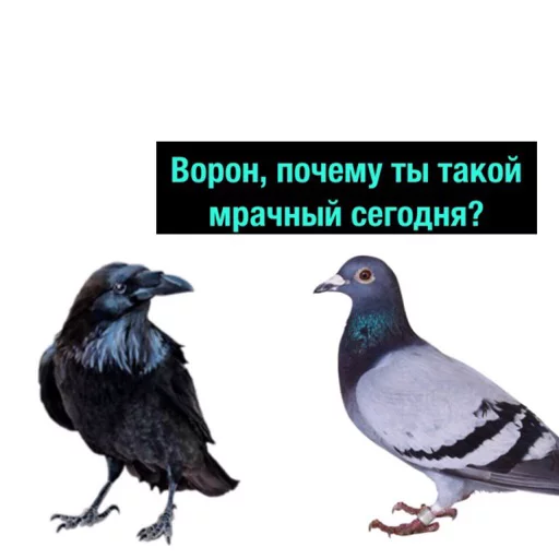 absolutely хуила выпендрёжная - 