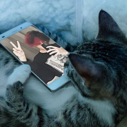 кошки малого и среднего размера кошачьи книга