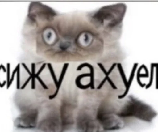 животное млекопитающее кошка