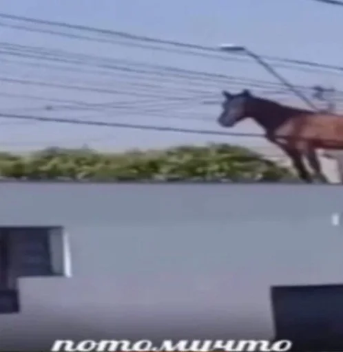 на открытом воздухе животное лошадь