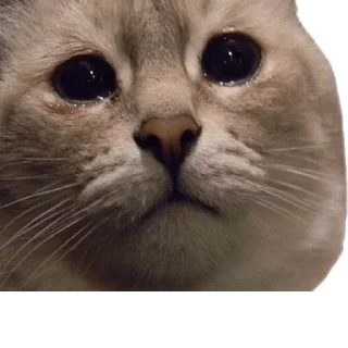 лээ куда прешь by @fStikBot - животное