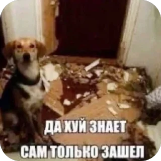 Sticker хуйлан - 3