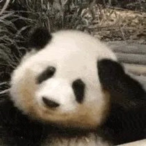 Sticker hupu_by_KyStkrBot - 1