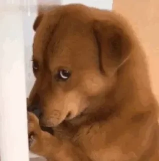 Sticker 虎扑！！虎扑！！ - 0