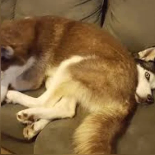 Стикер Husky - 11